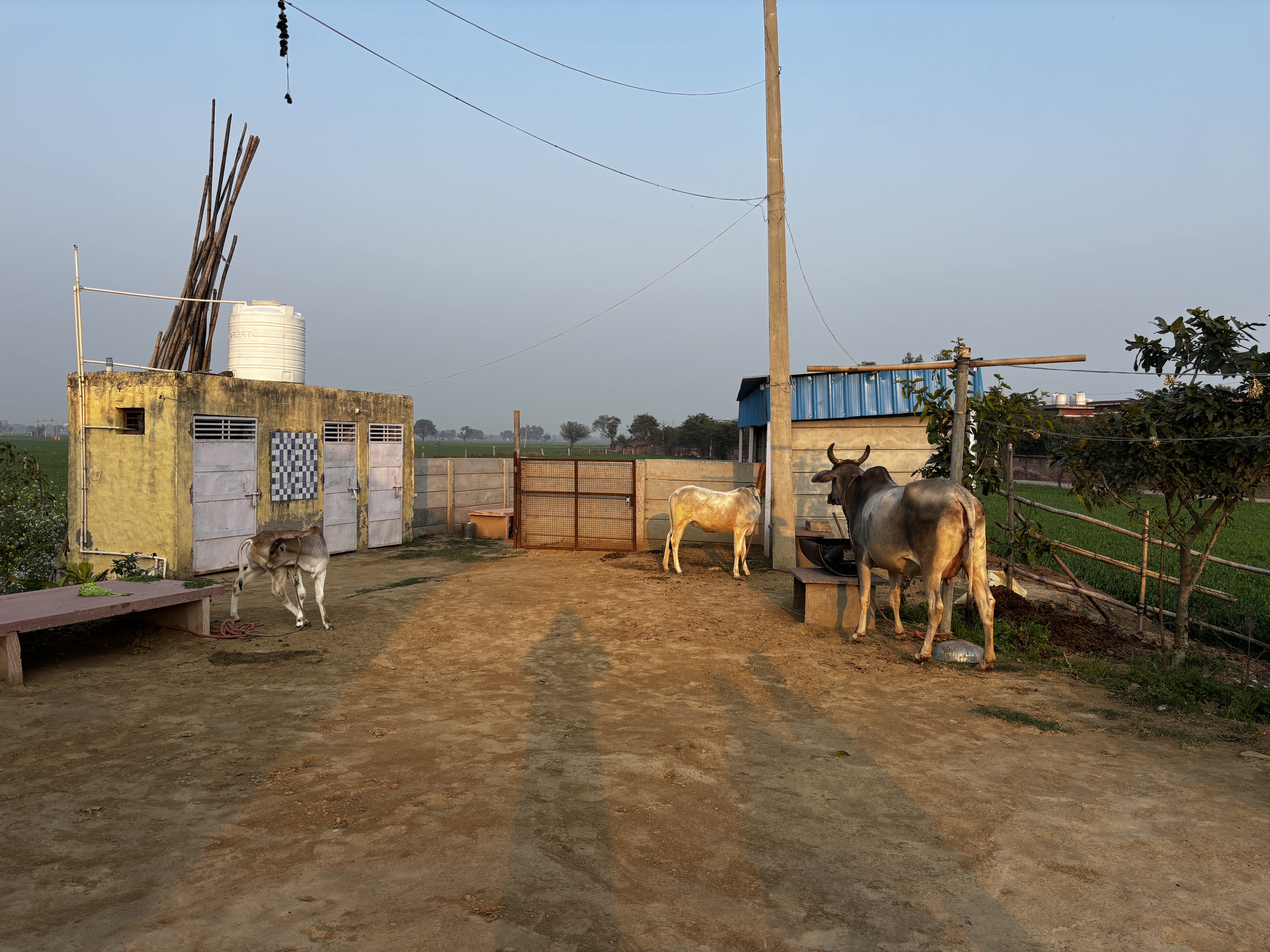 Cows